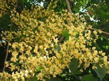 パダウの黄色い花