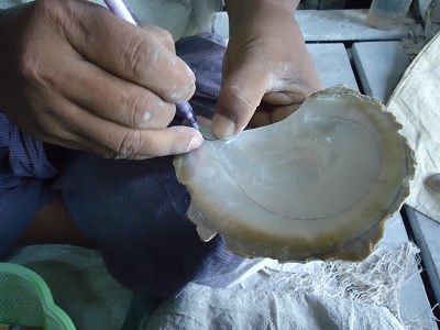 白蝶貝の加工工程